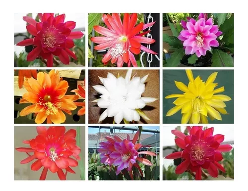 Cacto Orquídea Epiphyllum Mix Cactos Flor Sementes Pra Mudas | MercadoLivre