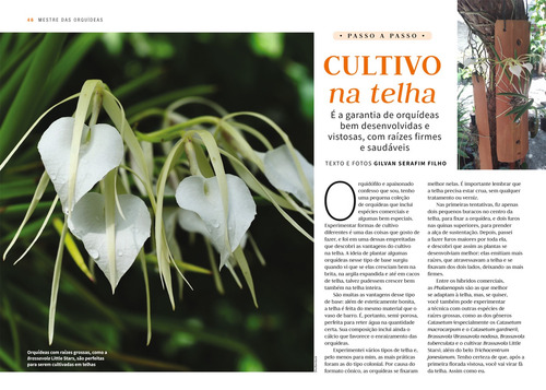 Mestre das Orquídeas - Volume 7: Encylia, de Editora Europa. Editorial Editora Europa Ltda., capa mole em português, 2021