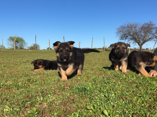 Dos  Cachorras Pastoras Alemanas Finas