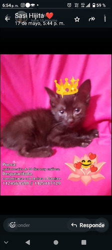 Adopción De 3 Hermosos Gatiitos 1125417129