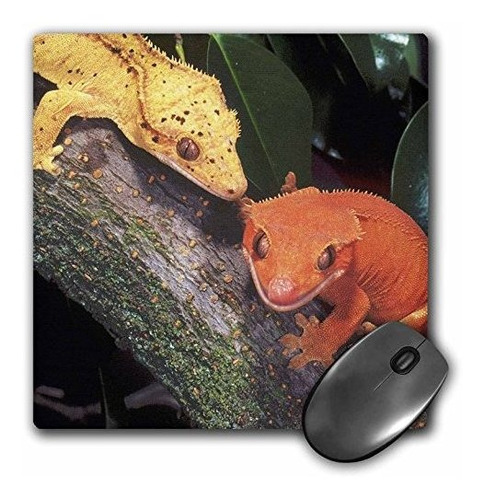 3drose Llc 8 X 8 X 0,25 Nueva Caledonia Crested Geckos Lizar