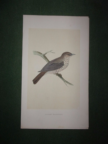 Pájaro  Spotted Flycatcher  Grtabado De Morris  Londres 1866