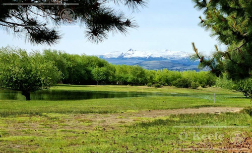 Imagen 14 de 30 de Campo En Venta En Neuquen - Villa Pehuenia - Ideal Desarrollo Y Turismo - Producción De Madera