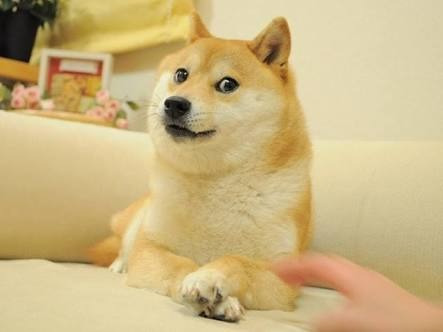 Monedero Importado Pop Shiba Inu Perro Memes C/ EnvĂo Gratis