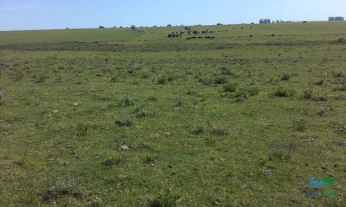 Imagen 2 de 5 de 101 Has Agrícolas-ganaderas De Verdad ! - Rural
