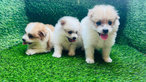 Imagen 4 de 4 de Pomerania Mini Machos