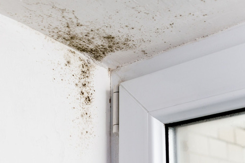 Imagen 4 de 8 de Pintura Latex Interior Perma-white Blanco Anti-moho 3.785l