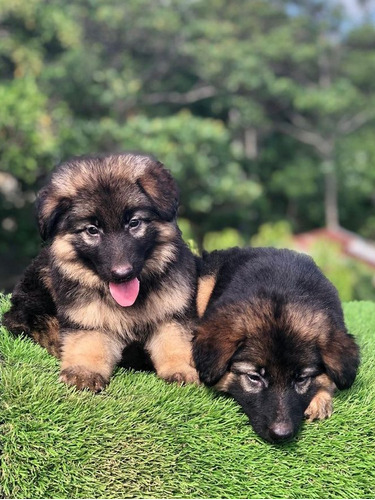 Cachorros Pastor Alemán 