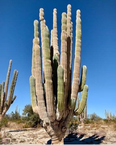 Pachycereus Pringlei, Cardon, 15 Semillas, Nv
