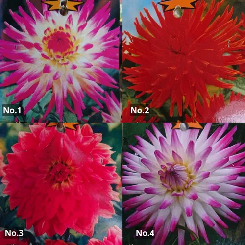 Bulbos De Dalias Importadas Green Online Vivero