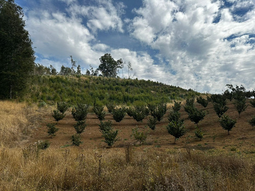 Excelente Campo De 160 Has / Cuarta Faja Gorbea