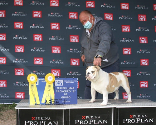 Semental Bulldog Ingles Campeón Joven Mexicano Asthon Ugarte
