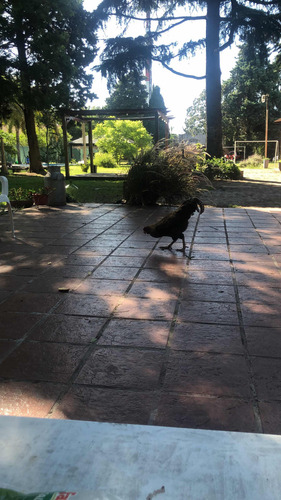 Alquiler Quinta Para Eventos