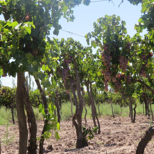 Imagen 5 de 7 de Vendo Finca 10 Ha Con Viñedos Atuel Norte-san Rafael-mendoza