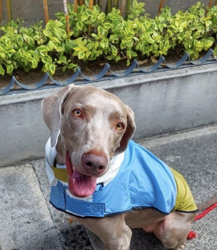 Impermeable Para Perro Para Todos Los Tamaños