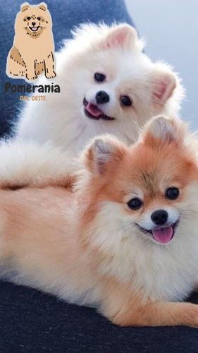 Pomerania 47 Beige