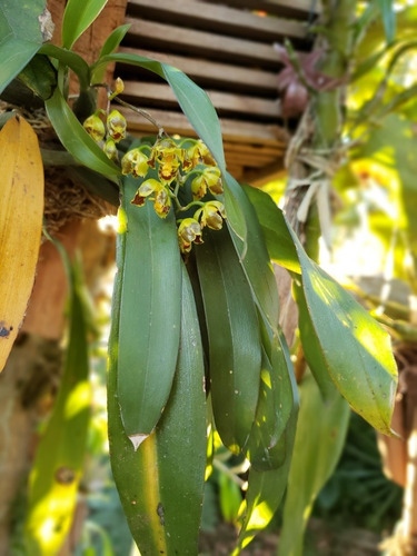 Orquídea Oncidium Fimbriatum En Flor