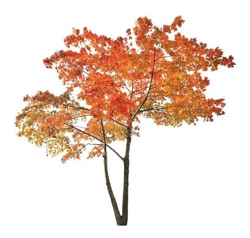Árbol De Liquidambar - Cons/envios