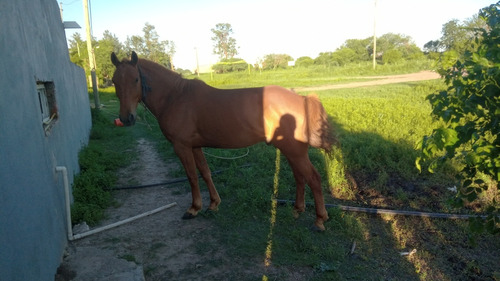 Vendo Caballo Manso..