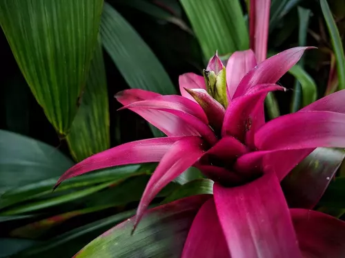 1 Bromélia Guzmania - Bromelia Gusmania - Flor Roxa