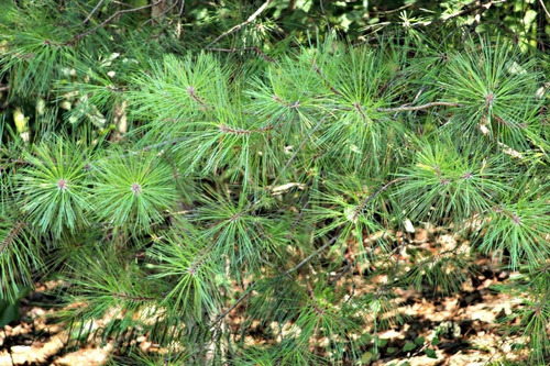 Pinus Agulha
