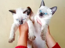 Comprar Gatitos Siames Puro Hermoso N0 Ragdoll Bengal Spinx Himalayo