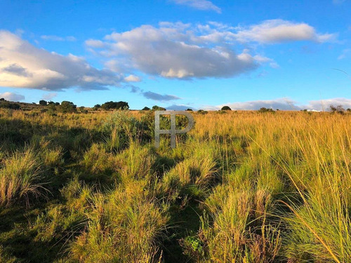 Imagen 9 de 12 de Campo En Venta Las Cañas 77 Hectáreas