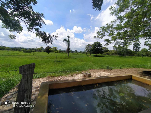 Imagen 3 de 13 de Finca Productiva En Tachira