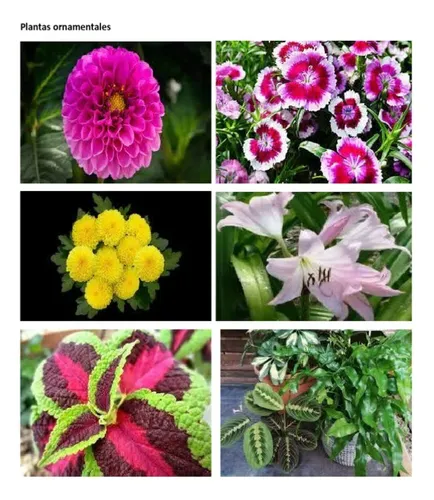 Plantas Vivero Ornamentales