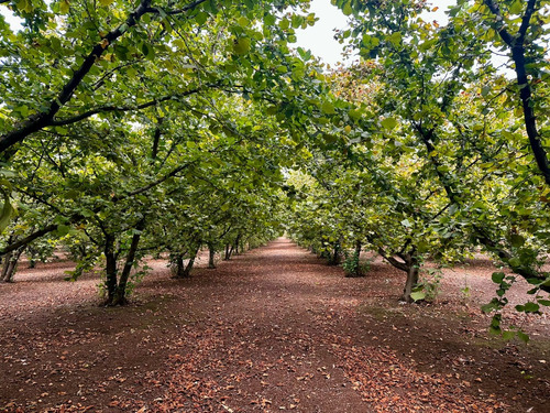 Excelente Campo De 160 Has / Cuarta Faja Gorbea