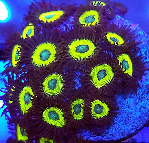 Zoanthus Vulcan Blood De 8 A 10 Pólipos