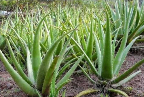 Folha De Babosa Orgânica 35cm Cada  Aloe Vera  Vendo Kilo 