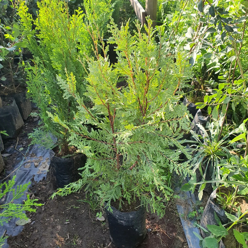 Arbol Cipres De La Cordillera Gratis A Rm No Envio A Region