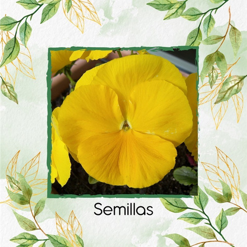 2.000 Semillas Flor Pensamiento Amarillo + Obseq Germinación
