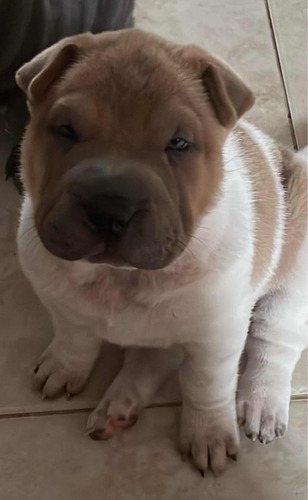 Sharpei Hembra