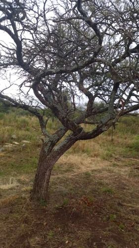Imagen 5 de 9 de Terreno En San Luis Con Domo Geodésico Trapiche Dique La Florida