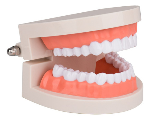 Modelo De Dientes De Tamaño Real 1: 1 Para Dentista