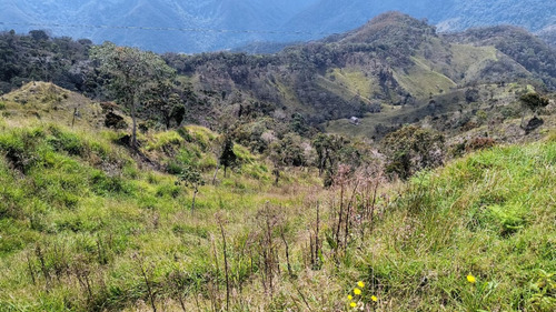 Se Vende Finca De 29 Hectáreas En Yarumal, Vereda Tobón