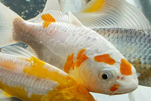 Carpas Koi Importadas De Singapur 8cm X 1 Unid Envíos