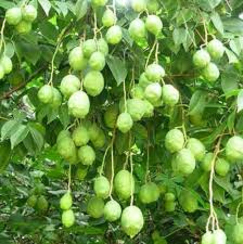 2 Sementes De Umbu Verdadeiro P/ Estaquia Produz C/ 1 Ano