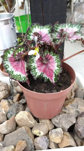 Begonia Caracol 1 Planta En Maceta en venta en Rivera Rivera por sólo $    Uruguay