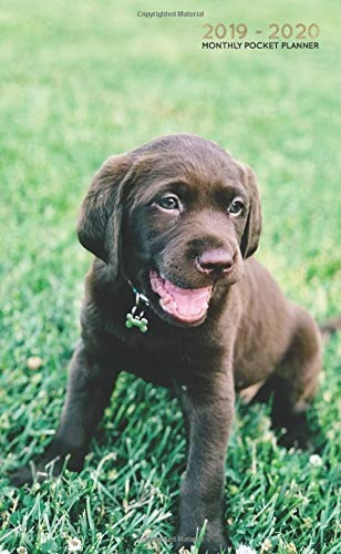 20192020 Monthly Pocket Planner Cute Chocolate Labrador Pupp