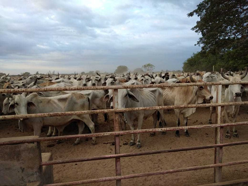 Imagen 23 de 24 de Hato En Venta En Santa Bárbara De Barinas