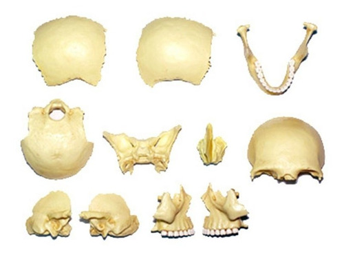 Imagen 3 de 4 de 4d Vision Human Anatomy Modelo Craneo Humano 17pcs 26086