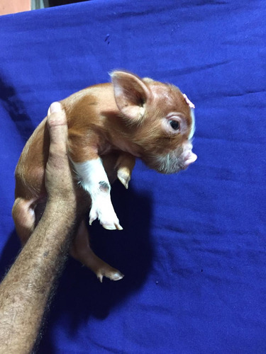 Racão De Mini Pig