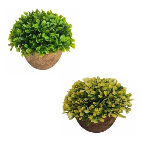 Arbusto Decorativo Jade