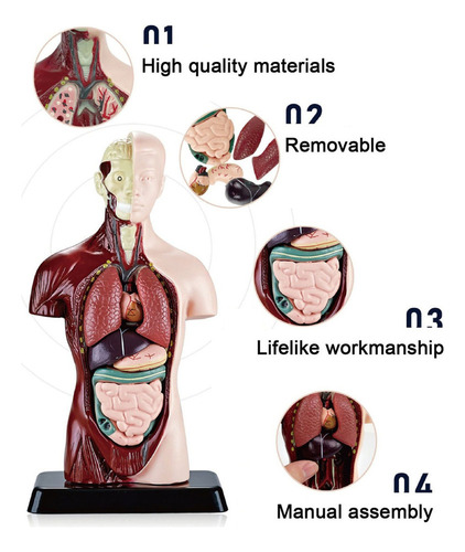 Modelo Corporal Do Torso Humano, Anatomia Anatômica Interna