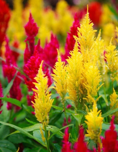 Semillas De Flor Celosia Plumosa 