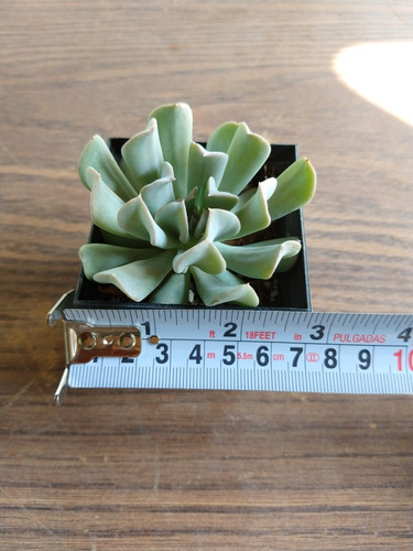 Echeveria Runyonii Pack 30 Pzas Envio Gratis