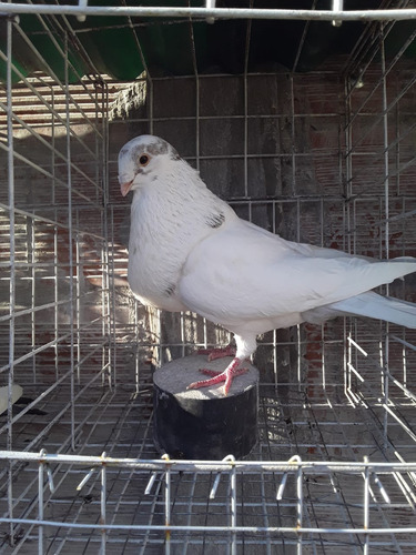 Palomas Buchonas /pike /de Vuelo (Usado)
